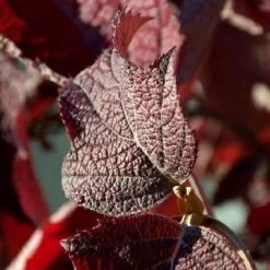 Hortensia à Feuilles De Chêne Quercifolia/godet - 5/20 Cm