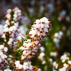 Bruyère D'hiver Darleyensis Silberschmelze/pot De 1,5l - 10/20 Cm
