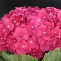 Hortensia Macrophylla Leuchtfeuer/pot De 3l - 20/40 Cm