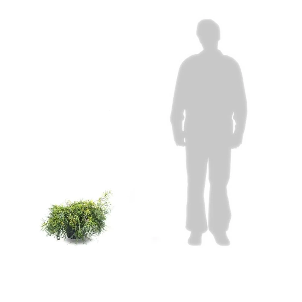 Faux Cyprès Pisifera Sungold/pot De 5l - 40/60 Cm – Image 3