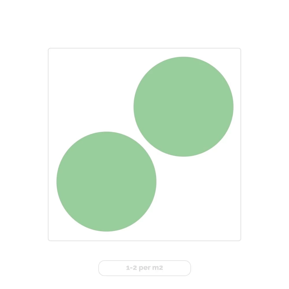 2x Eucalyptus Gunnii - Gommier - Arbuste - Persistant – ⌀17 Cm - ↕40-50 Cm – Image 4