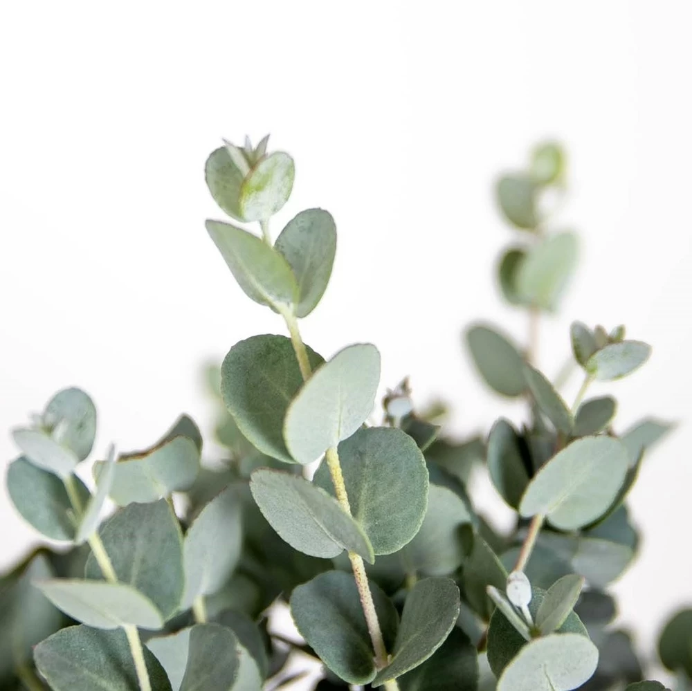 2x Eucalyptus Gunnii - Gommier - Arbuste - Persistant – ⌀17 Cm - ↕40-50 Cm – Image 3