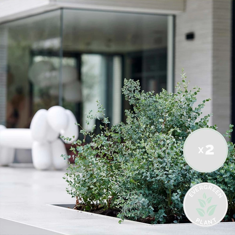 2x Eucalyptus Gunnii - Gommier - Arbuste - Persistant – ⌀17 Cm - ↕40-50 Cm – Image 2