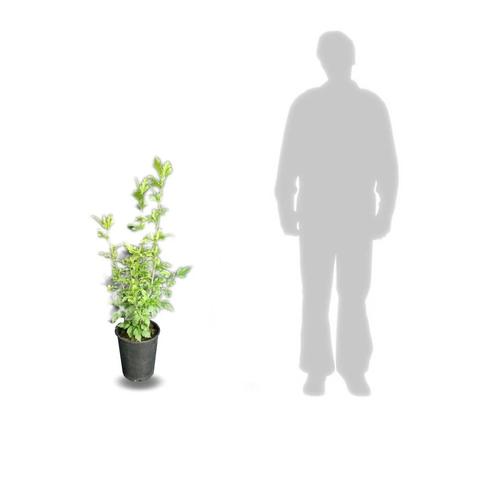 Hibiscus Syriacus French Point® 'minfren'/pot De 7,5l - 60/80 Cm – Image 2