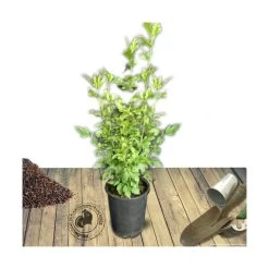 Hibiscus Syriacus French Point® 'minfren'/pot De 7,5l - 60/80 Cm