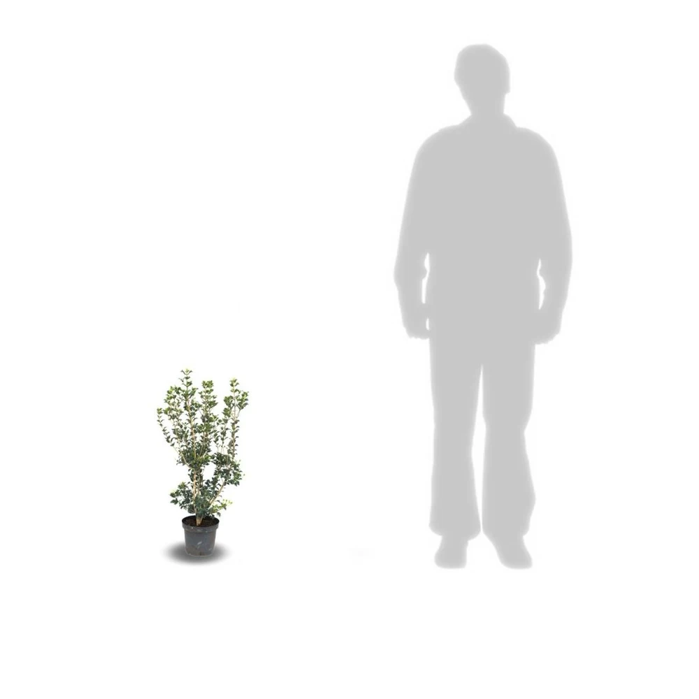 Osmanthe Heterophyllus/pot De 3l - 40/60 Cm – Image 2