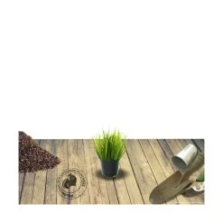 Stipa Gigantea - Avoine Géante/godet