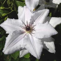 Clématite Snow Queen/pot De 2l