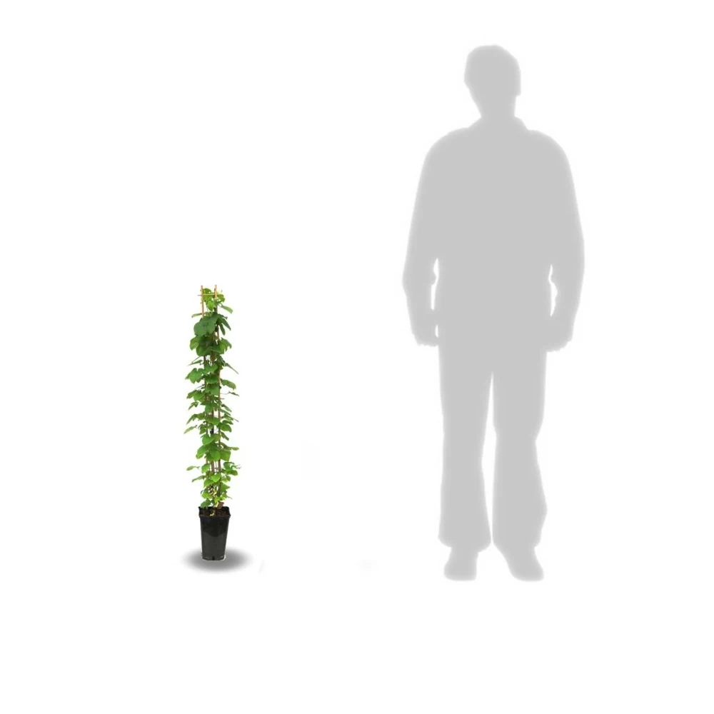 Clématite Niobe/pot De 3l - Echelle Bambou 60/120 Cm – Image 3