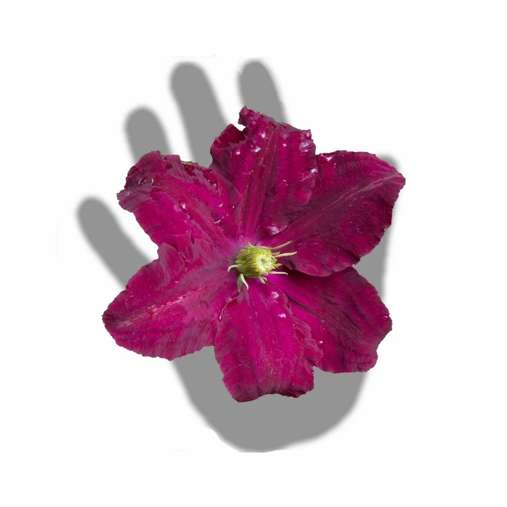 Clématite Niobe/pot De 3l - Echelle Bambou 60/120 Cm – Image 4