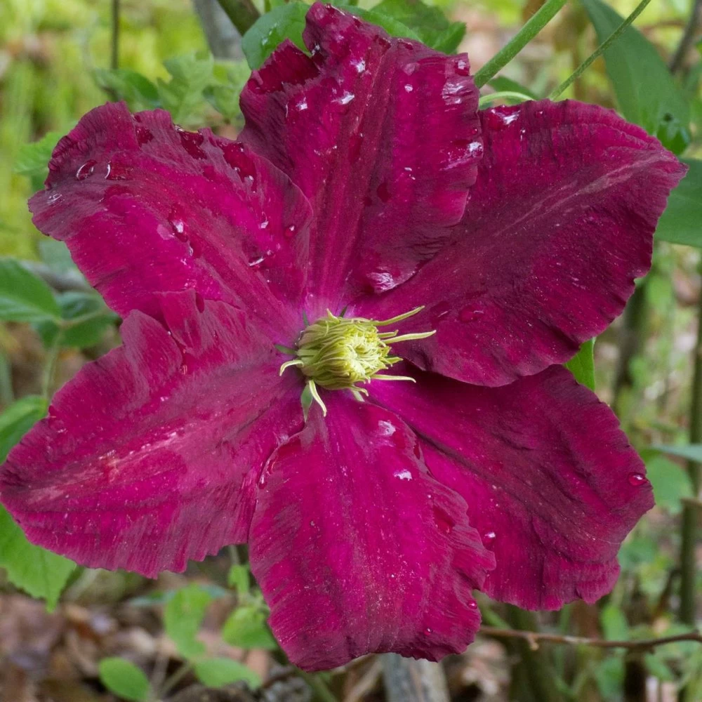 Clématite Niobe/pot De 3l - Echelle Bambou 60/120 Cm