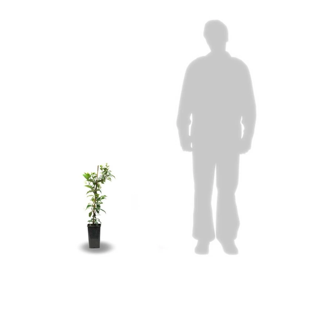 Clématite Jackmanii Jackmanii Purpurea® 'zojapur'/pot De 1,5l - Tuteur Bambou 30/60 Cm – Image 3