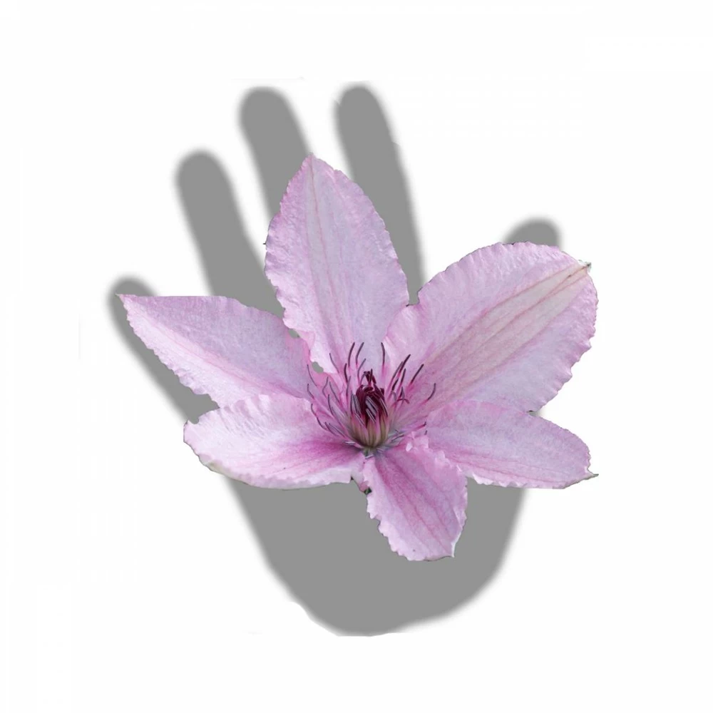 Clématite Hagley Hybrid/pot De 3l - Echelle Bambou 60/120 Cm – Image 4