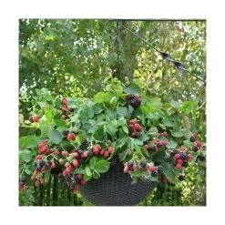 Mûre Fruticosus Black Cascade®/pot De 1,5l - Tuteur Bambou 30/60 Cm