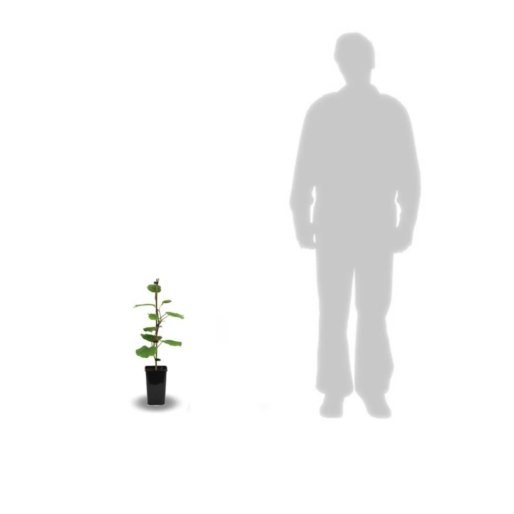 Kiwi Chinensis Jenny (autofertile)/pot De 1,5l - 20/50 Cm – Image 2