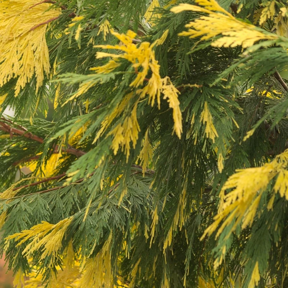 Cèdre à Encens Decurrens Aureovariegata/godet - 5/20 Cm