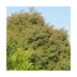 Cèdre Du Japon Japonica Elegans/pot De 3l - 20/40 Cm