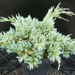 Genévrier écailleux Squamata Blue Carpet/pot De 5l - 40/60 Cm