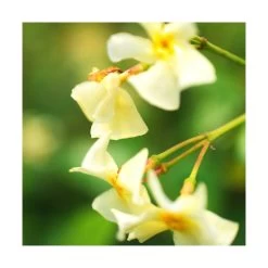 Jasmin étoilé Jasminoïdes Star Of Toscane® 'selbra'/godet - 5/20 Cm