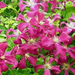 Clématite Viticella Mme Julia Correvon/pot De 13,6l - 150/200