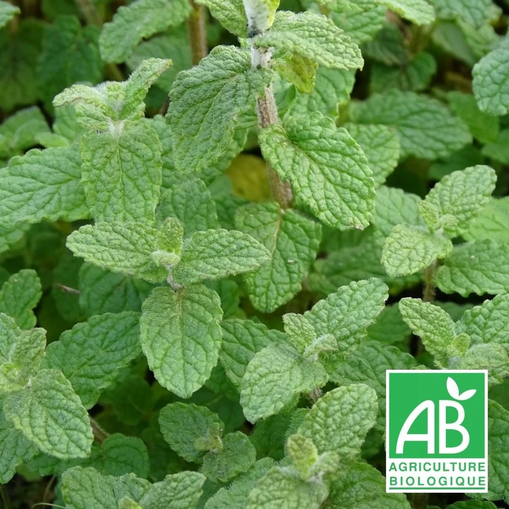 Menthe De Gattefossé Bio/lot De 5 Godets