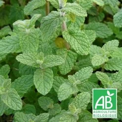 Menthe De Gattefossé Bio/lot De 3 Godets