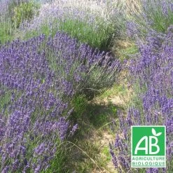 Lavandin Grosso Bio/lot De 3 Godets