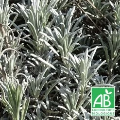 Lavande X Intermedia Super Bio/lot De 3 Godets