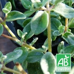 Origan à Petites Feuilles Bio/lot De 3 Godets