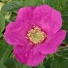 Rosier Arbustif X Rugosa Hansa/pot De 4l - 20/40 Cm