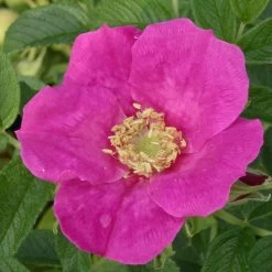 Rosier Arbustif X Rugosa Hansa/pot De 4l - 20/40 Cm