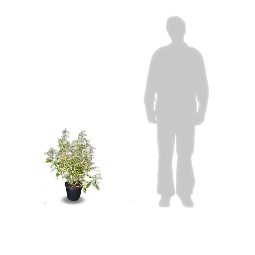 Elaeagnus X Ebbingei Viveleg®/pot De 7,5l - 80/100 Cm – Image 4