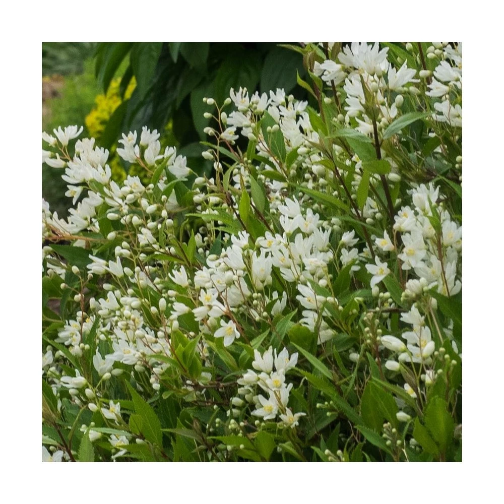 Deutzie X Hybrida Yuki SnowflakeÂź 'ncdx1'/pot De 3l - 20/40 Cm â Image 2