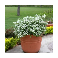 Deutzie X Hybrida Yuki Snowflake® 'ncdx1'/pot De 3l - 20/40 Cm