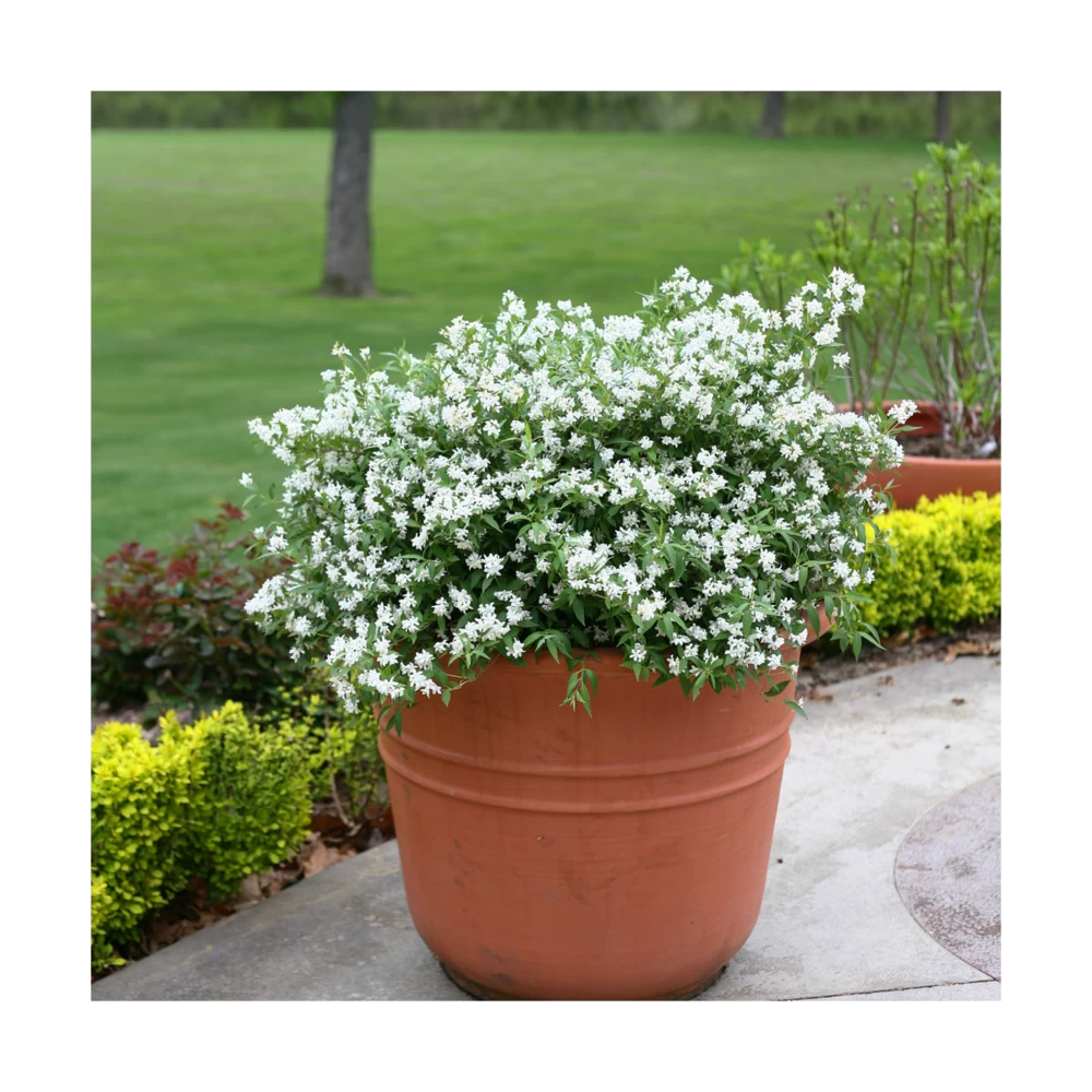 Deutzie X Hybrida Yuki SnowflakeÂź 'ncdx1'/pot De 3l - 20/40 Cm