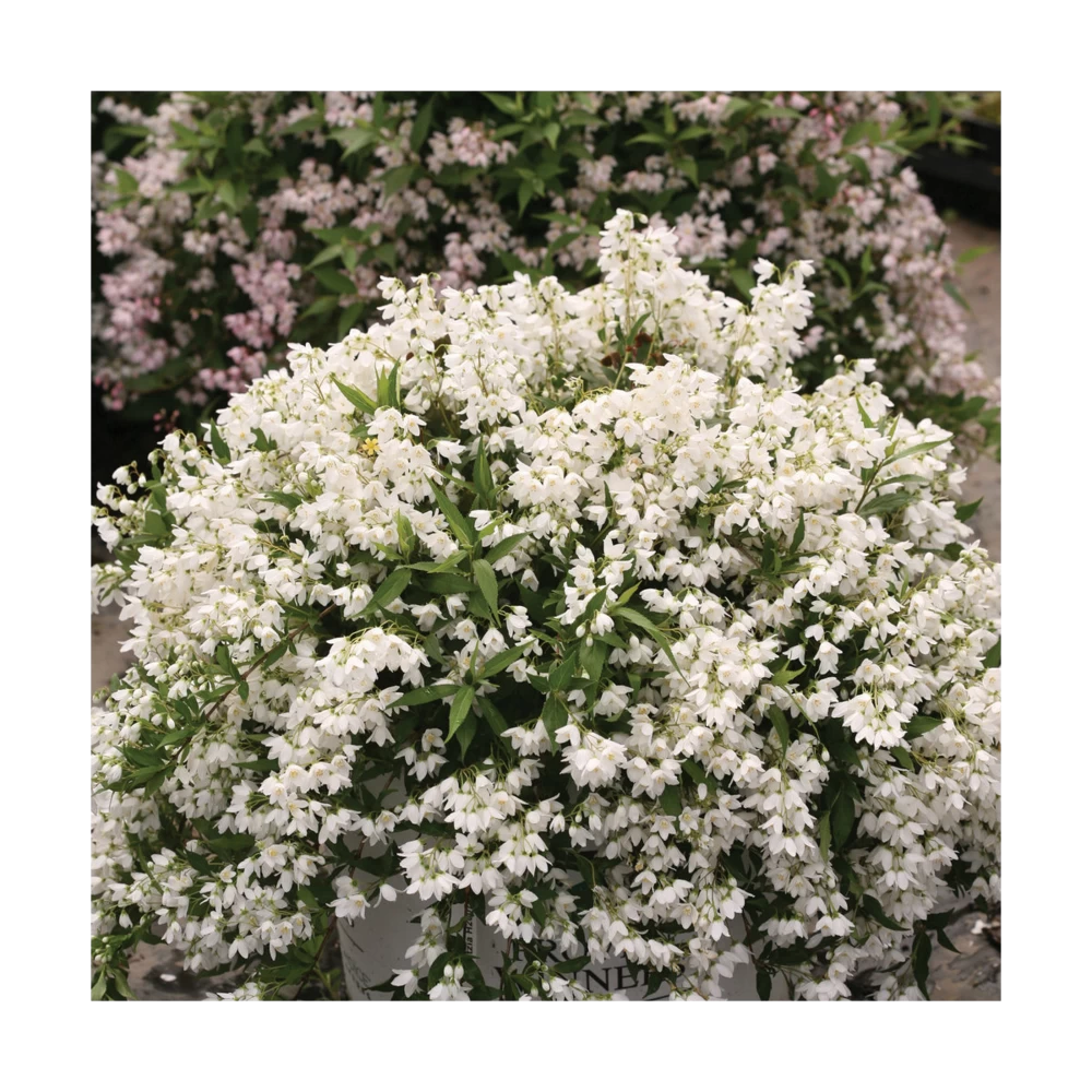 Deutzie X Hybrida Yuki SnowflakeÂź 'ncdx1'/pot De 3l - 20/40 Cm â Image 3