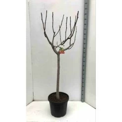 Ficus Carica (figuier) Blanc - Taille Pot De 5 Litres ? 80/100 Cm