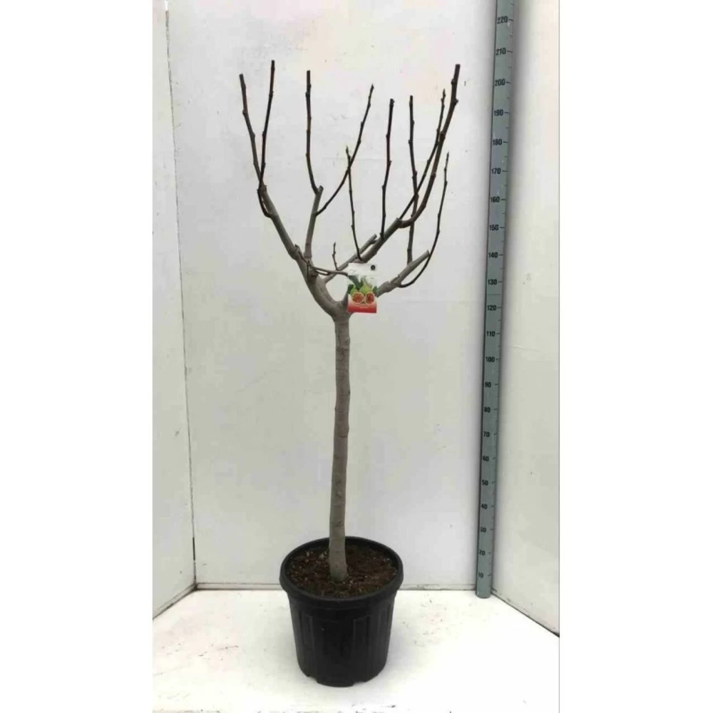 Ficus Carica (figuier) Blanc - Taille Pot De 5 Litres ? 80/100 Cm