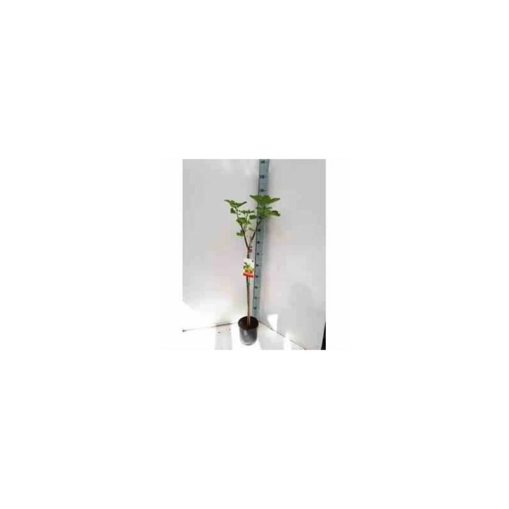 Ficus Carica (figuier) Blanc - Taille Pot De 5 Litres ? 80/100 Cm – Image 2