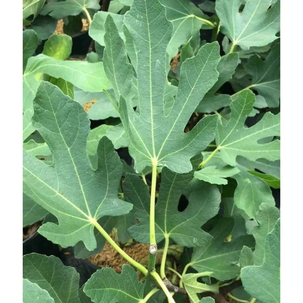 Ficus Carica (figuier) Blanc - Taille Pot De 5 Litres ? 80/100 Cm – Image 4