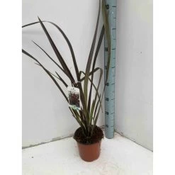 Phormium Tenax Var. Purpurea (lin De Nouvelle-zélande) Taille Pot De 2 Litres ? 30/40 Cm - Jaune Et Rouge