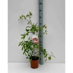 Punica Granatum Adulte (grenadier Ă Fruits) Rouge - Taille Pot 65l - 150/175cm - Peri 20/25