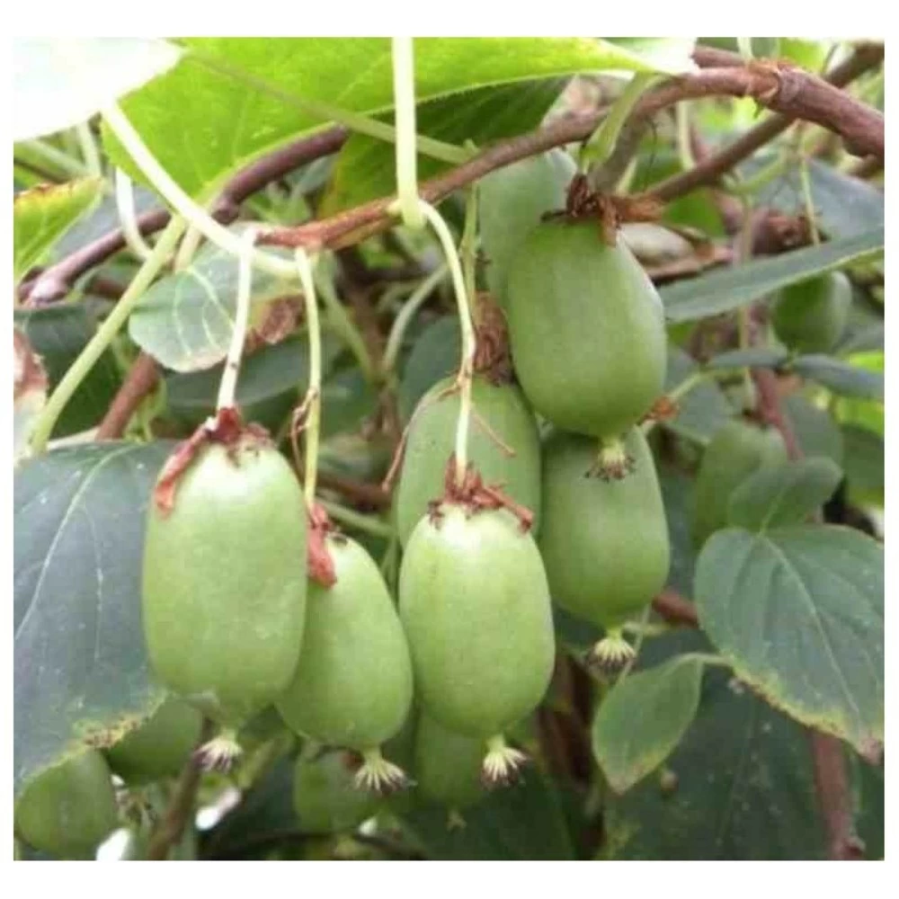 Actinidia Arguta Issai ( Kiwai, Nergi, Kiwi De Sibérie, Kiwi Nain) Taille Pot De 2 Litres ? 40/60 Cm