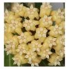 Hoya Cominsii (fleur De Porcelaine, Fleur De Cire) Jaune - Taille Pot De 2 Litres - 20/40 Cm
