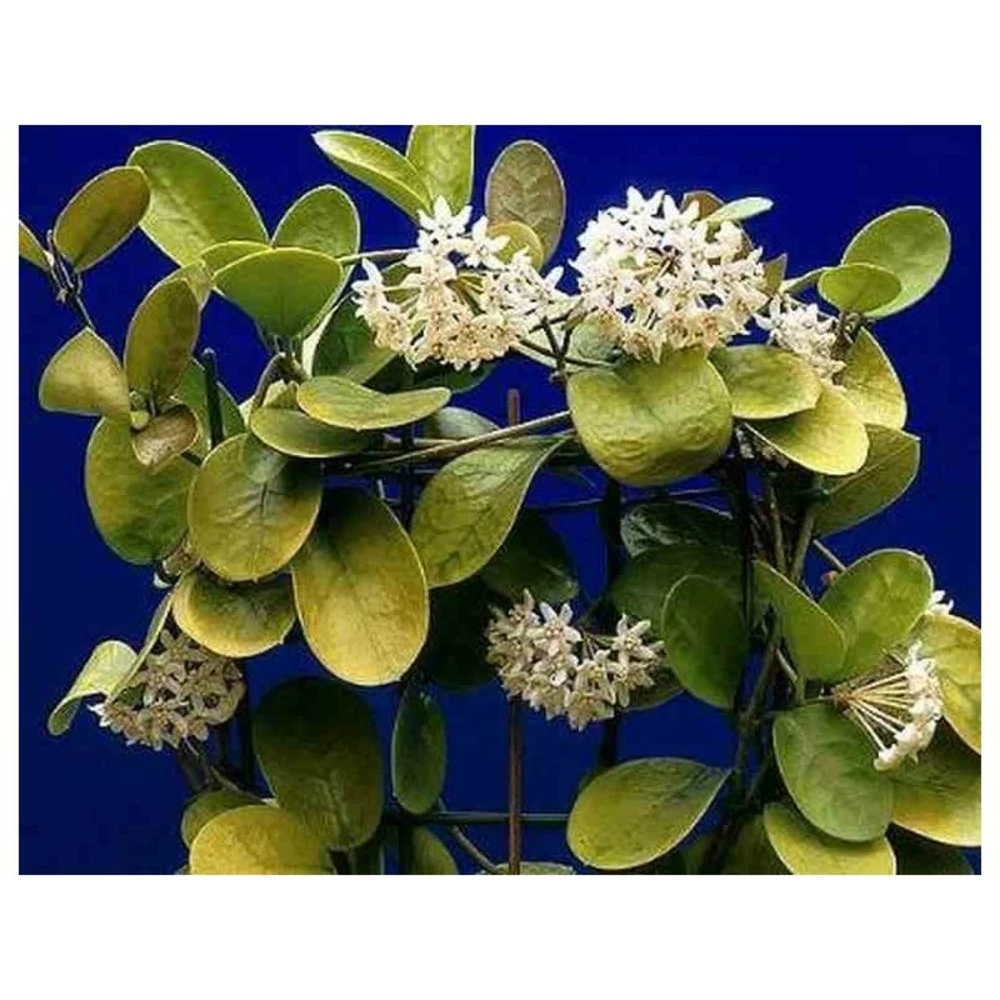 Hoya Australis (fleur De Porcelaine, Fleur De Cire) Taille Pot De 2 Litres - 20/40 Cm - Blanc Et Rose – Image 3