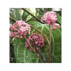 Hoya Sp. Aff. Clandestina (fleur De Porcelaine, Fleur De Cire) Rose - Taille Pot De 2 Litres - 20/40 Cm