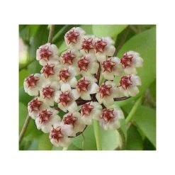 Hoya Brevialata (fleur De Porcelaine, Fleur De Cire) Taille Pot De 2 Litres - 20/40 Cm - Blanche