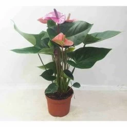 Anthurium Andreanum Rose Cavalli (anthure Flamant Rose, Langue De Feu) Taille Pot De 1 Litre- 40/60cm
