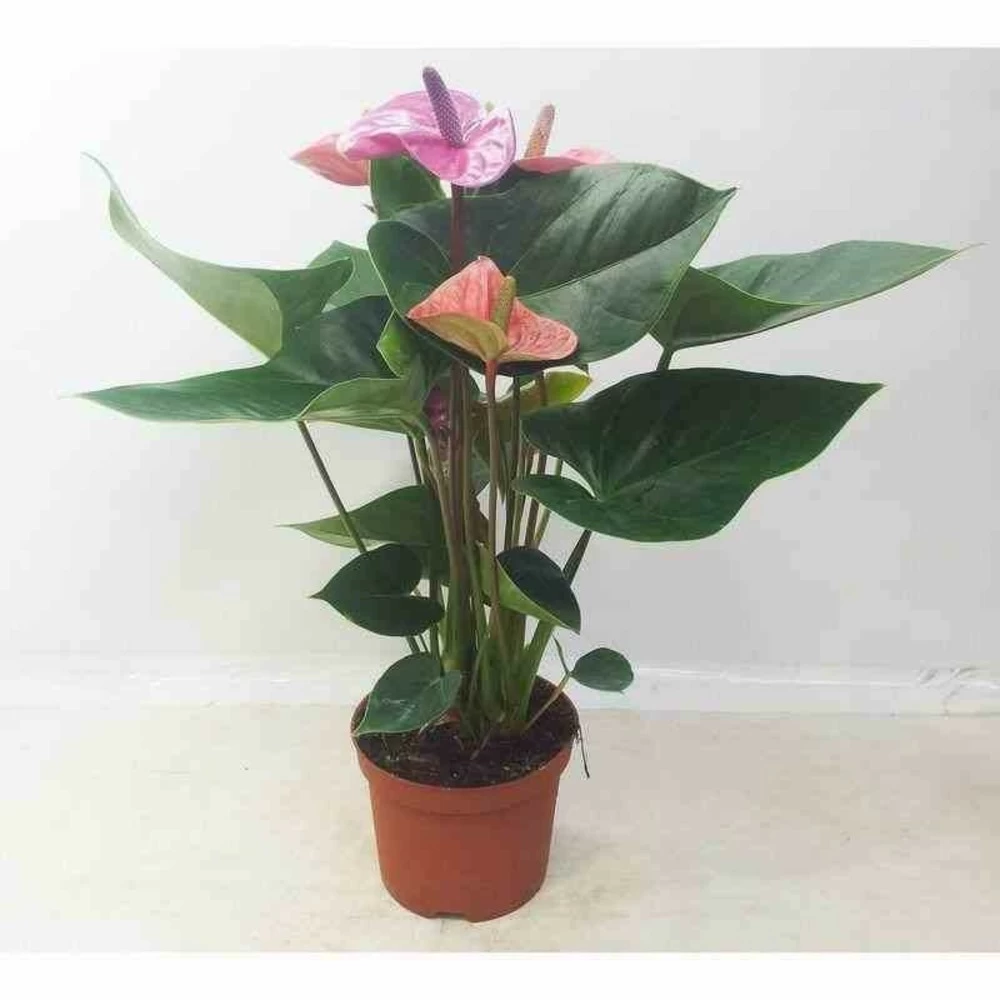 Anthurium Andreanum Rose Cavalli (anthure Flamant Rose, Langue De Feu) Taille Pot De 1 Litre- 40/60cm