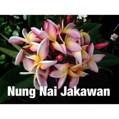 Plumeria Rubra "nung Nai Jakawan" (frangipanier) Taille Pot De 2 Litres ? 20/30 Cm - Blanc/jaune/rose
